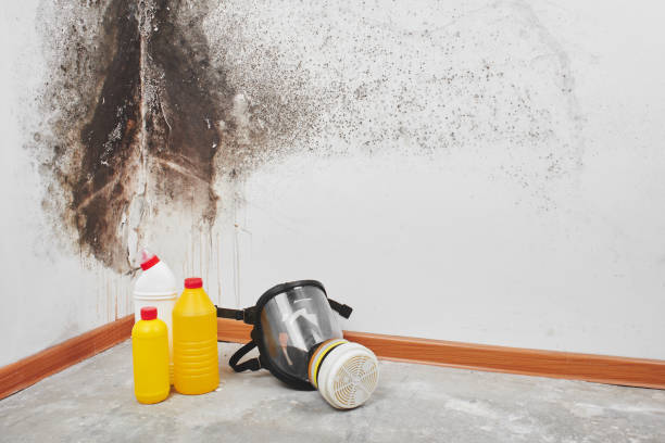 Best Professional Mold Removal  in North Fork, CA