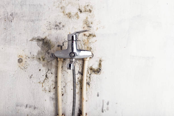 Best Mold Cleaning Services  in North Fork, CA