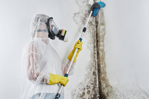 Best Mold Removal Company Near Me  in North Fork, CA