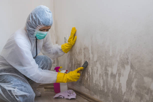 Best Black Mold Removal  in North Fork, CA