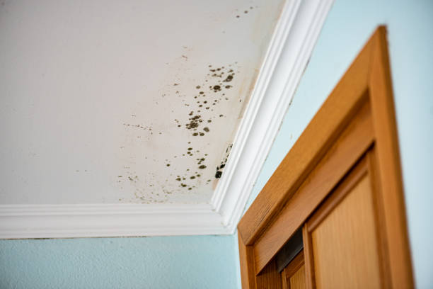 Attic Mold Removal in North Fork, CA