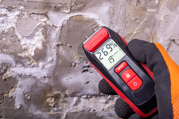 Best Toxic Mold Removal  in North Fork, CA