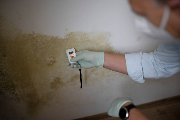 Office Mold Removal Services in North Fork, CA