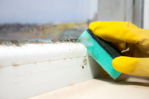 Best Fast Mold Removal  in North Fork, CA