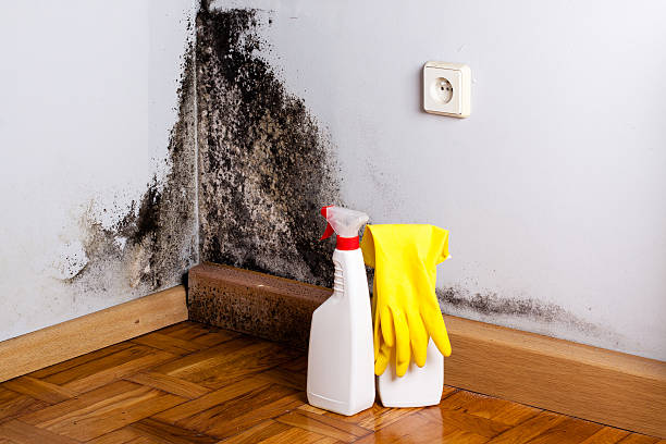 Mold Removal and Inspection in North Fork, CA