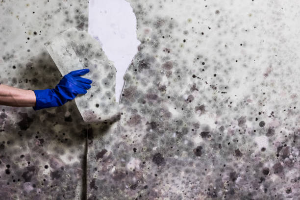 Best Professional Mold Removal  in North Fork, CA
