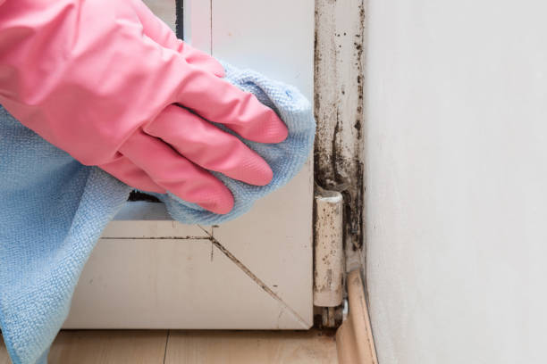 Best Commercial Mold Removal  in North Fork, CA