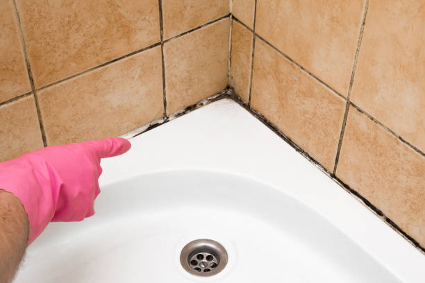 Best Office Mold Removal Services  in North Fork, CA
